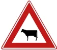 Cattle on the road.